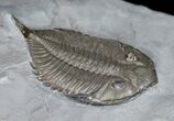 Large Dalmanites Limulurus Trilobite #11456-2